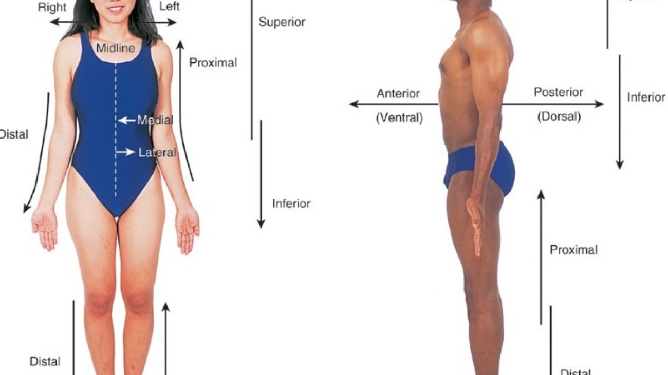 Body planes and cavities