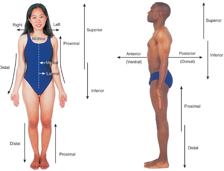 Body planes and cavities