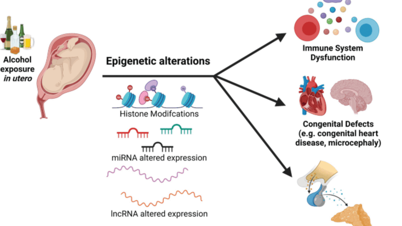 Common Abnormalities: Teratology and Teratogenesis
