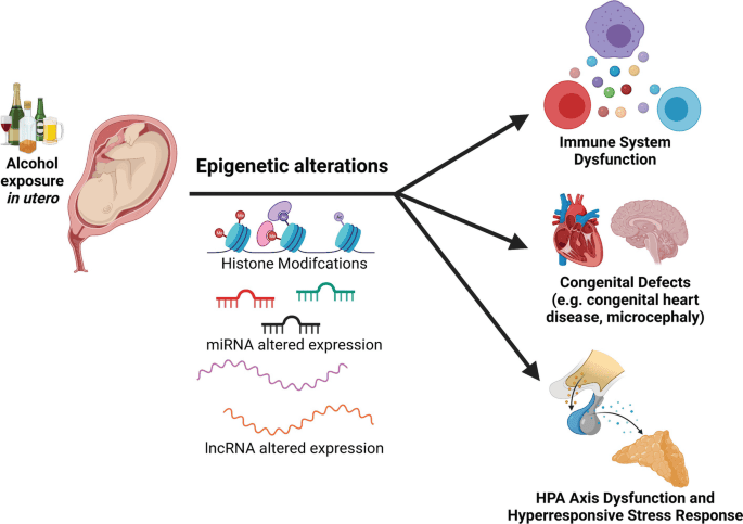 Common Abnormalities: Teratology and Teratogenesis