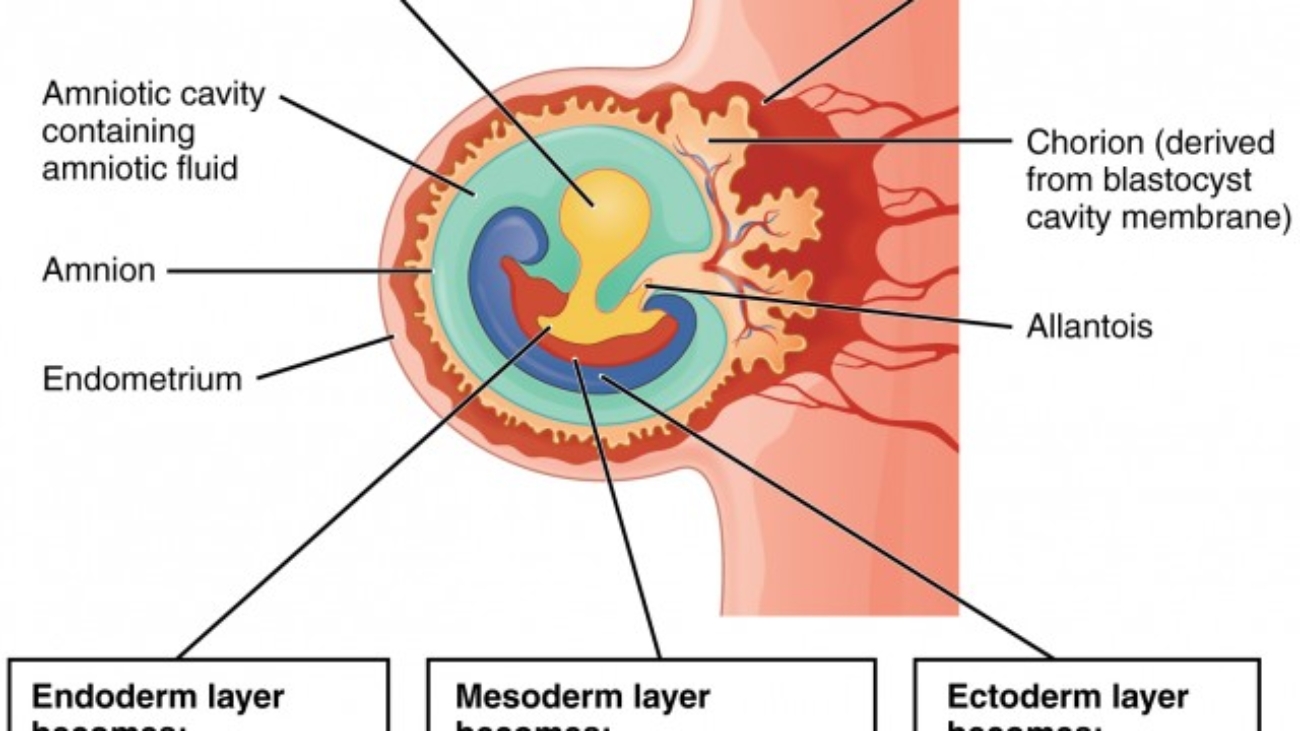 Fetal Membranes and Placenta