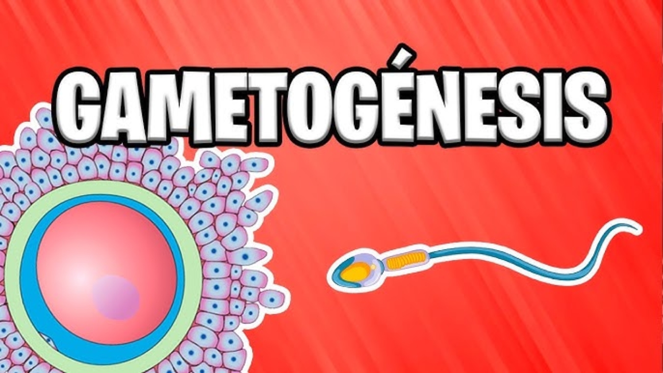 GAMETOGENESIS doctors notes