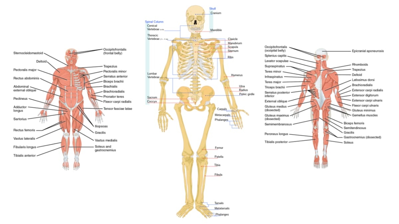 Introduction to Musculoskeletal System Anatomy (1)