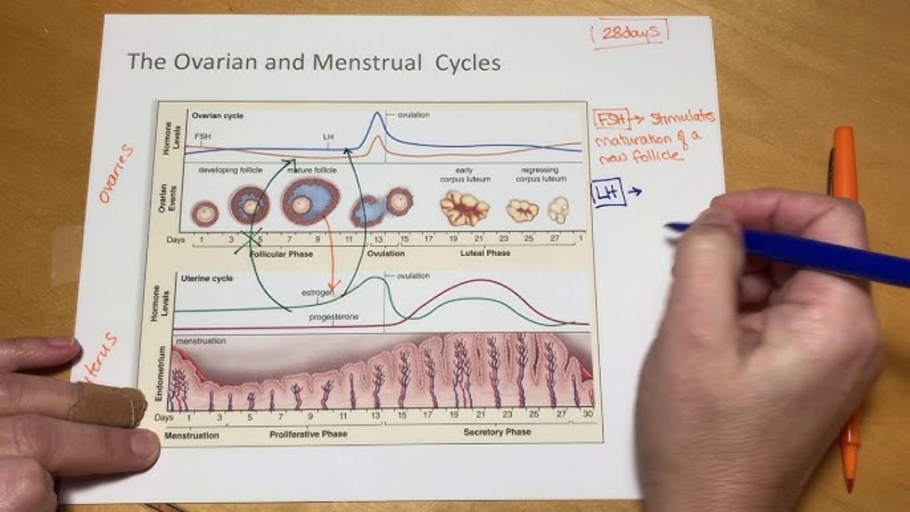 Menstruation Cycle