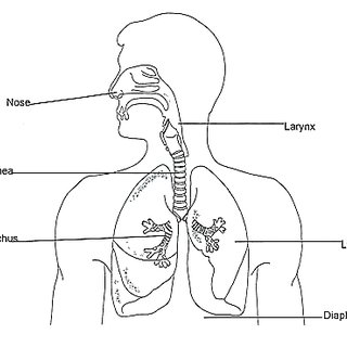 Respiratory System