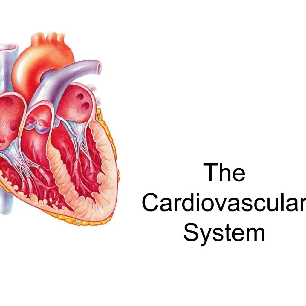 Cardiovascular System Anatomy