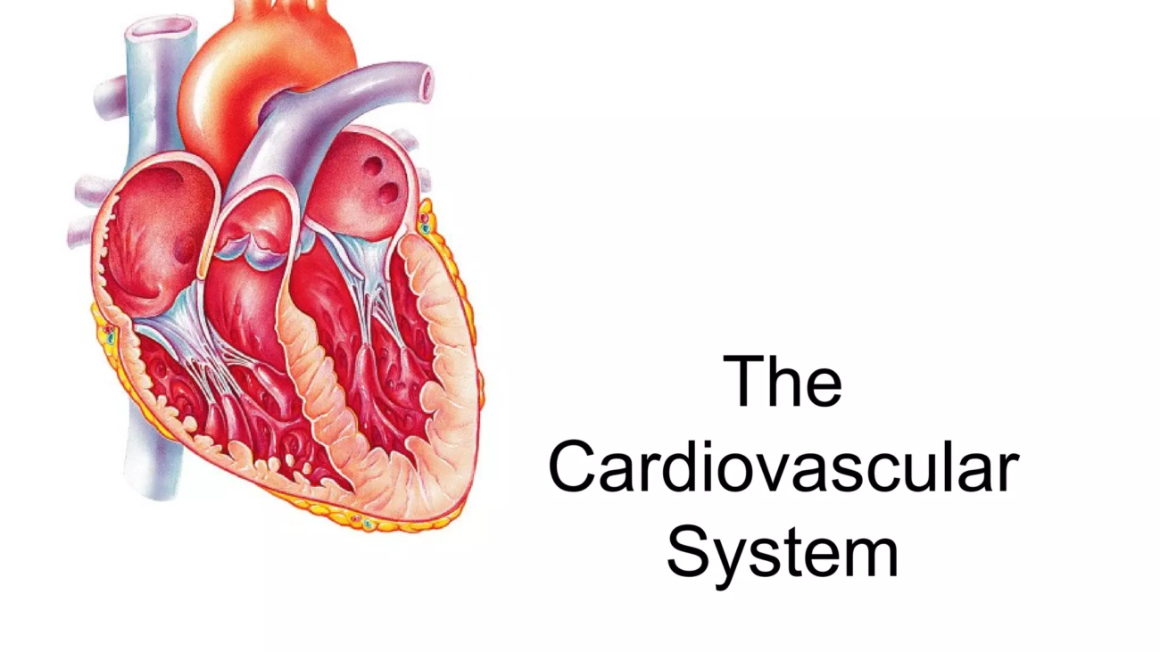 Cardiovascular System Anatomy