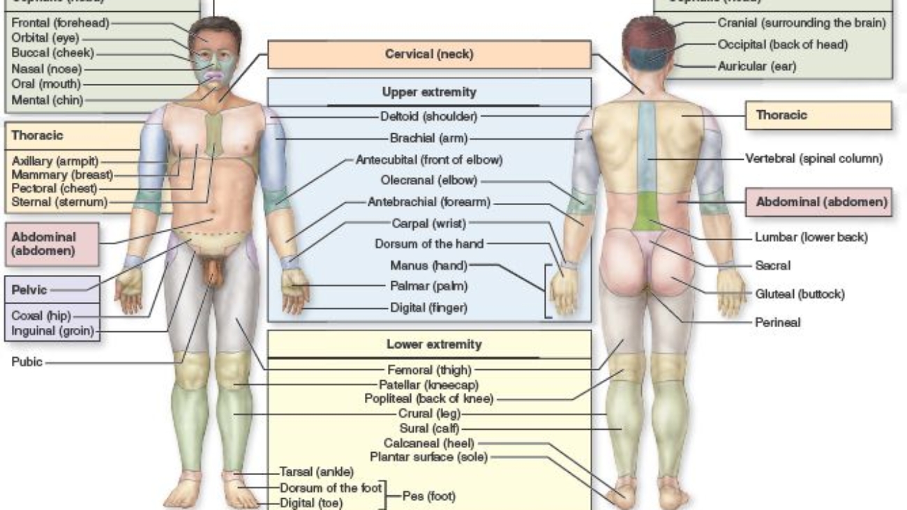 axial and appendicular regions