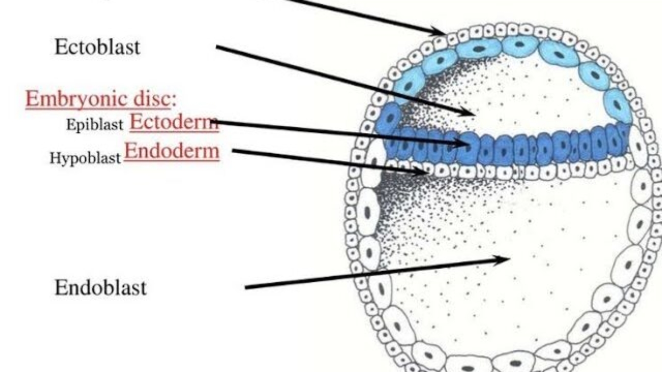 bilaminar disc formation