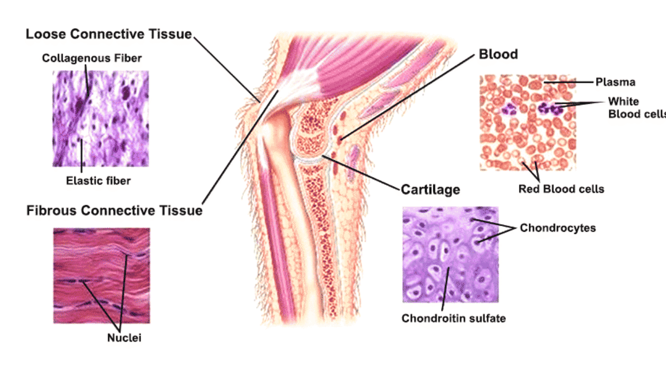 connective tissues