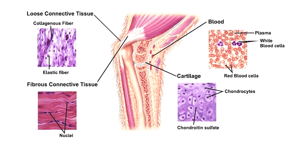 connective tissues