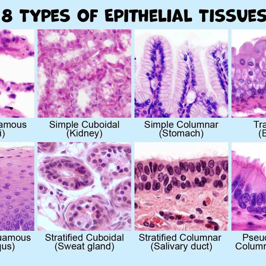 epithelium-classification-types