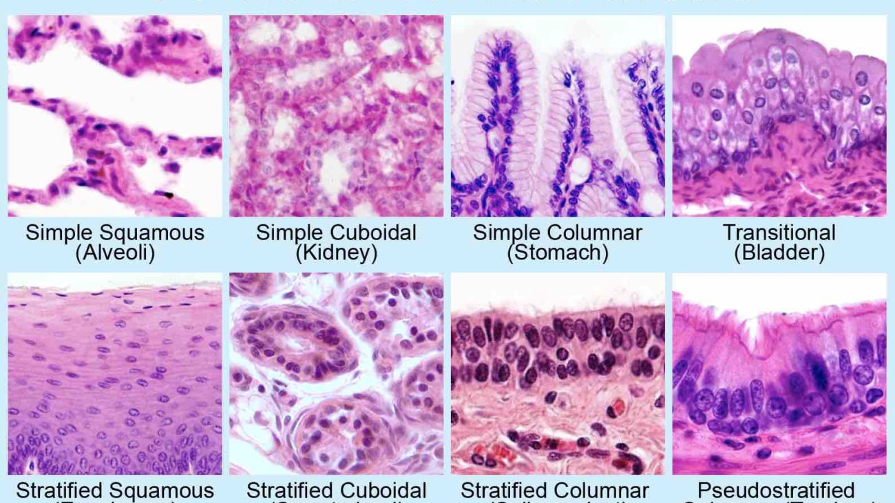 epithelium-classification-types