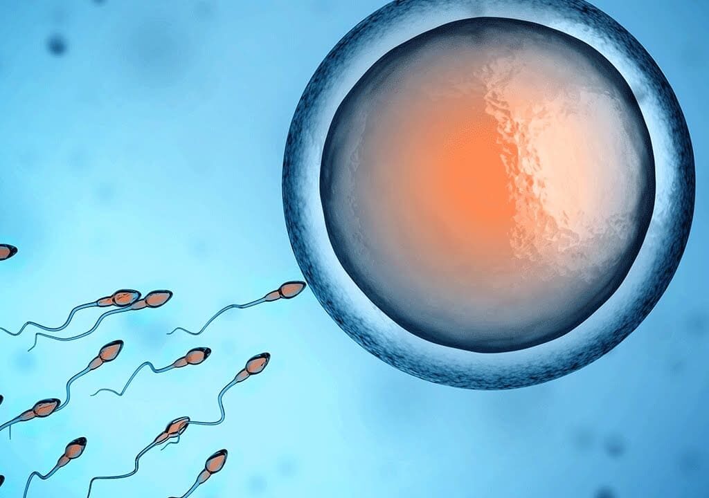 fertilization