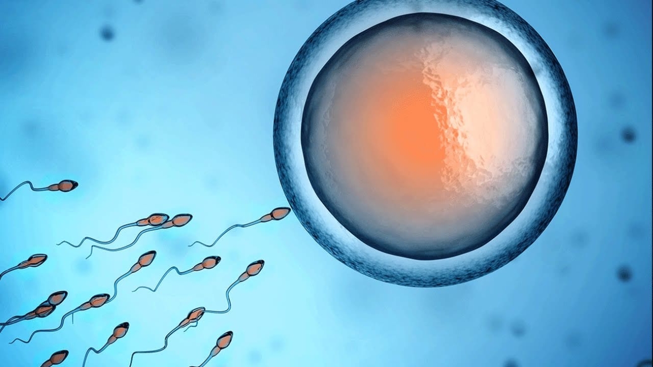 fertilization