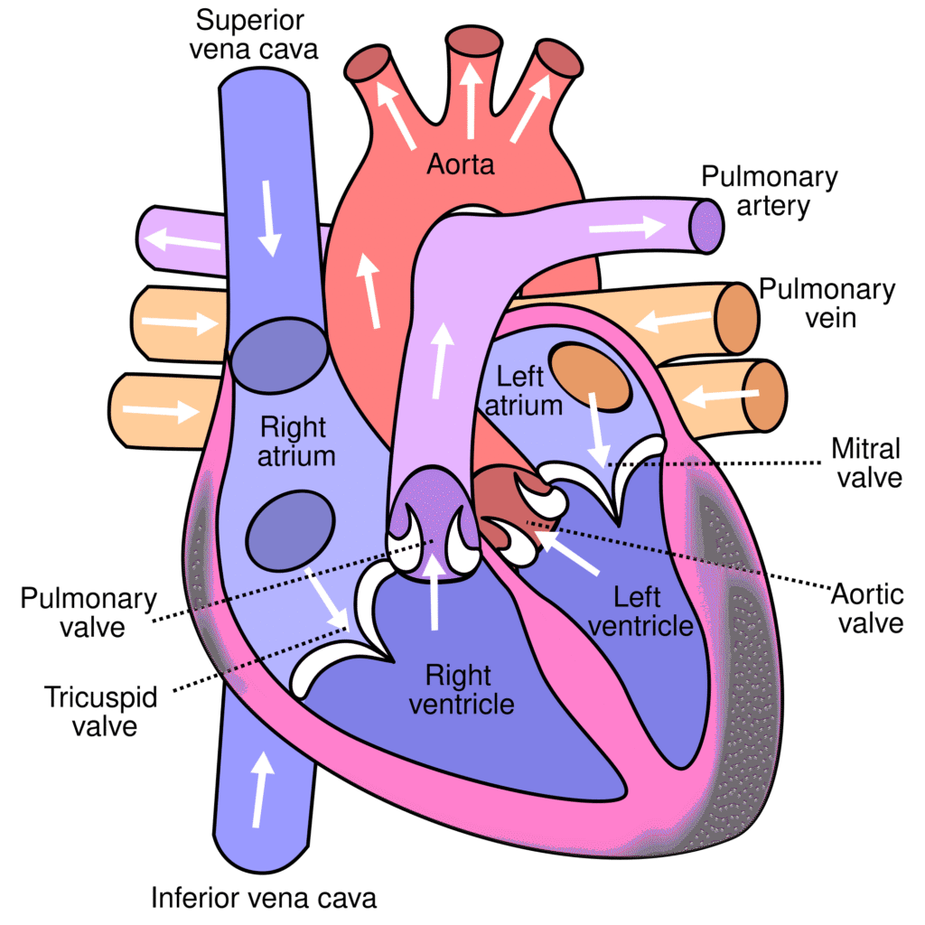 heart anatomy 1