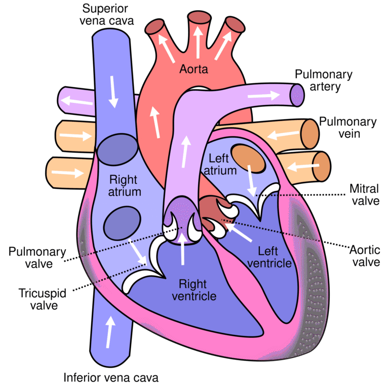 Heart & Great Vessels