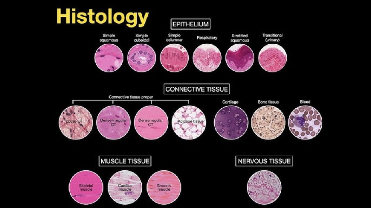 histology introduction