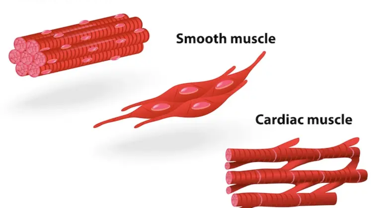 muscle tissue