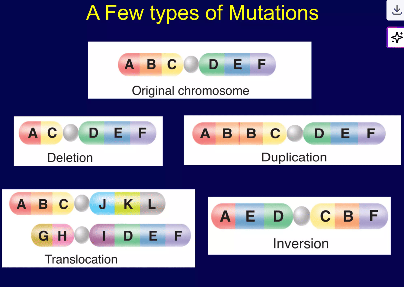 Diagram illustrating different types of chromosomal mutations
