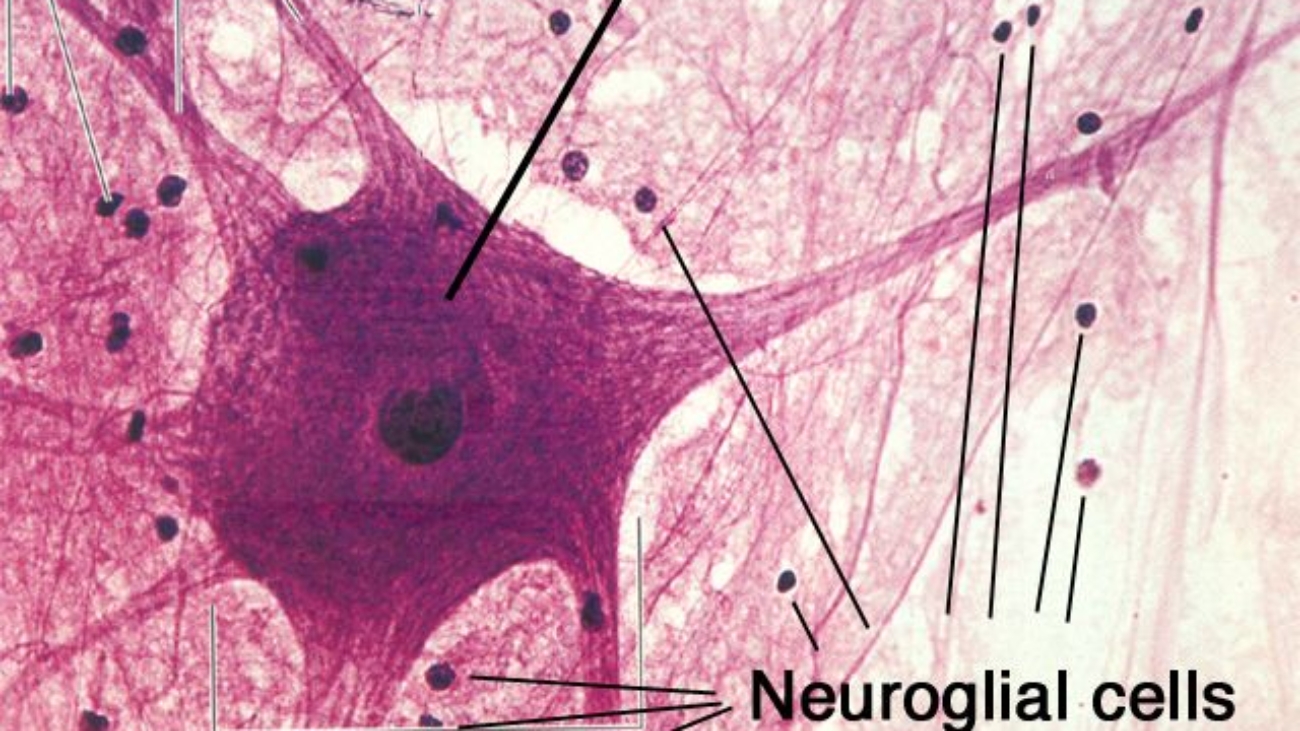 nervous tissue
