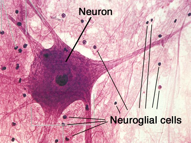 nervous tissue