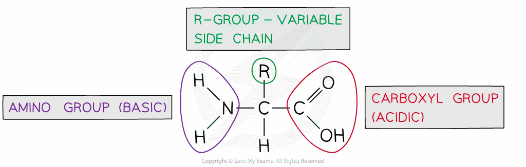proteins exam