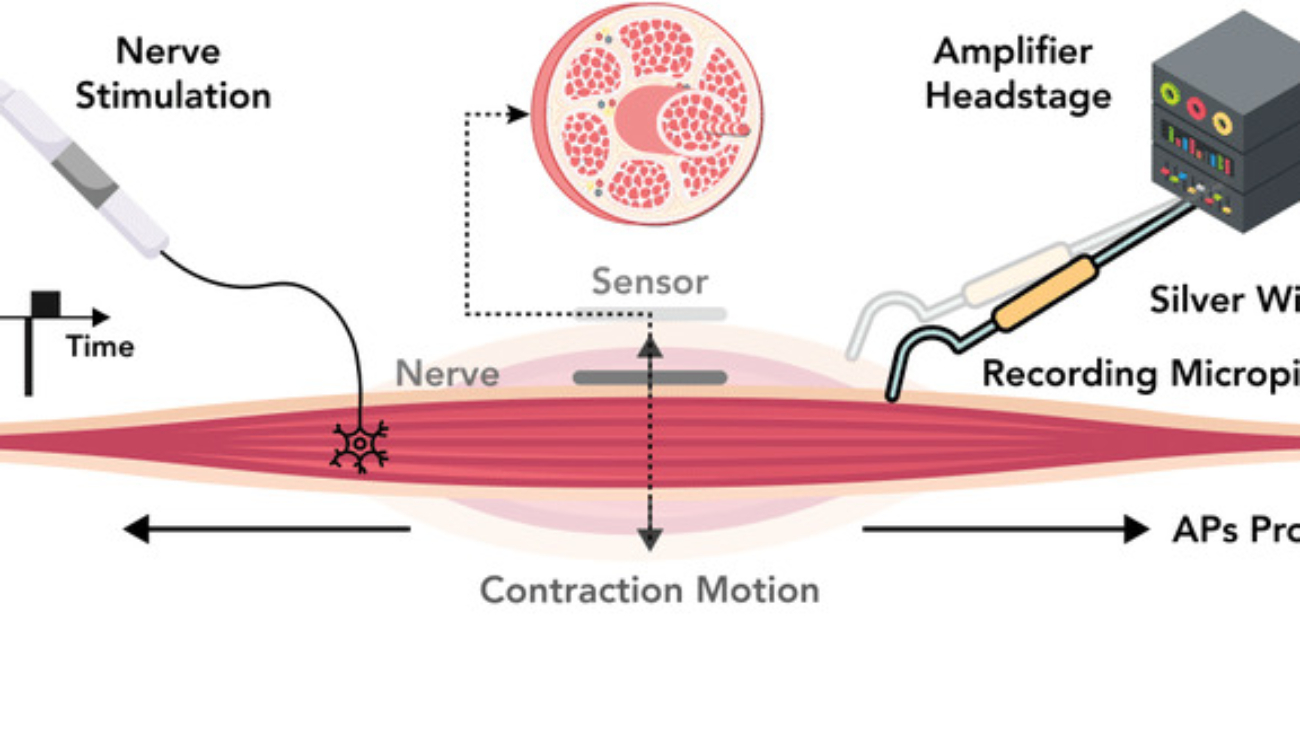 PHYSIOLOGY OF EXCITABLE TISSUES
