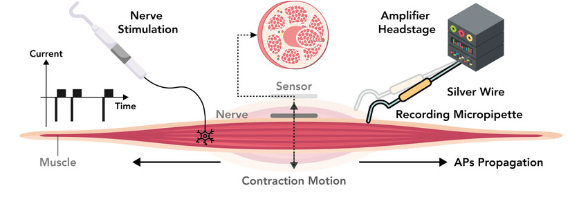 PHYSIOLOGY OF EXCITABLE TISSUES