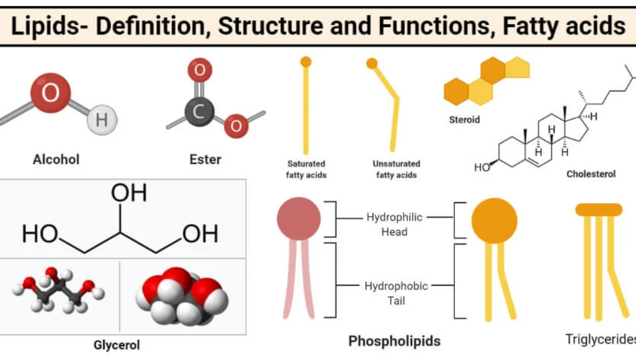 Lipids-and-Fatty-Acids