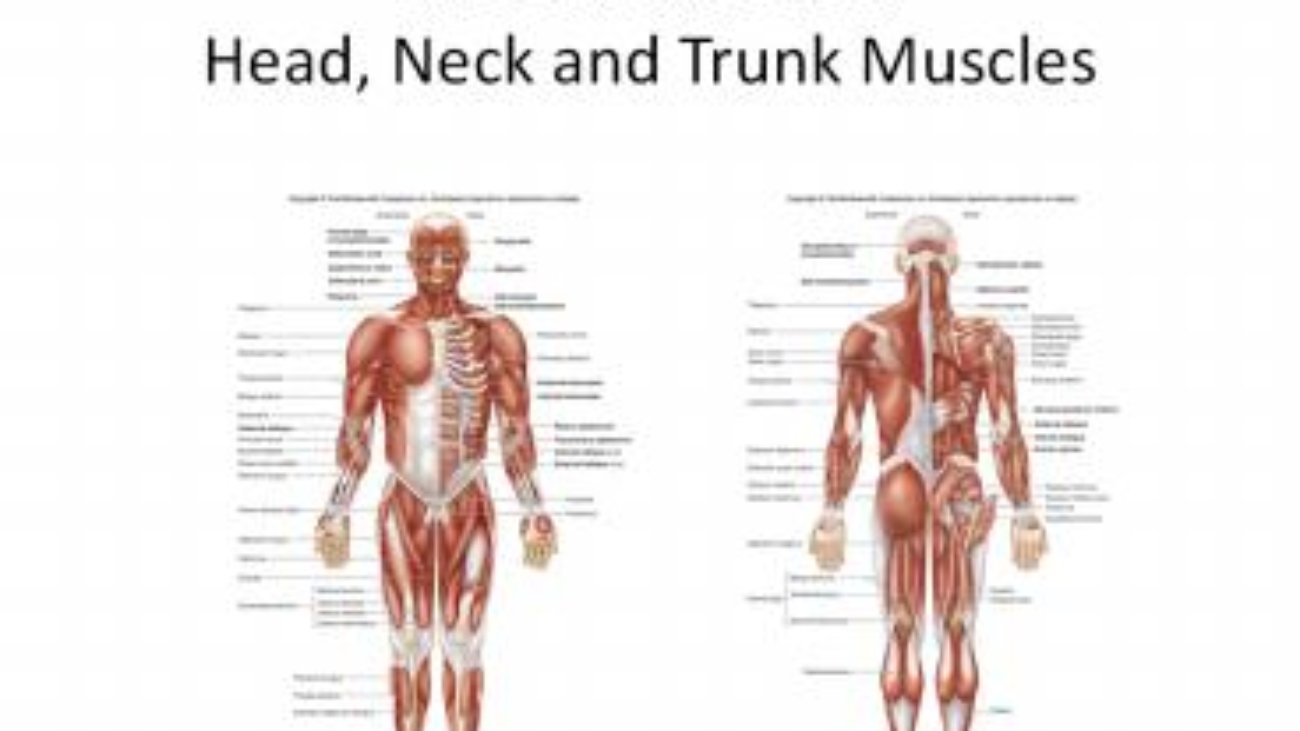 Muscles of the Head, Neck and Trunk