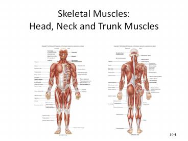 Muscles of the Head, Neck and Trunk