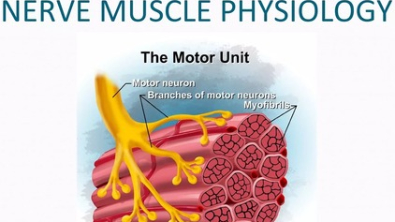 Nerve and Muscle Physiology