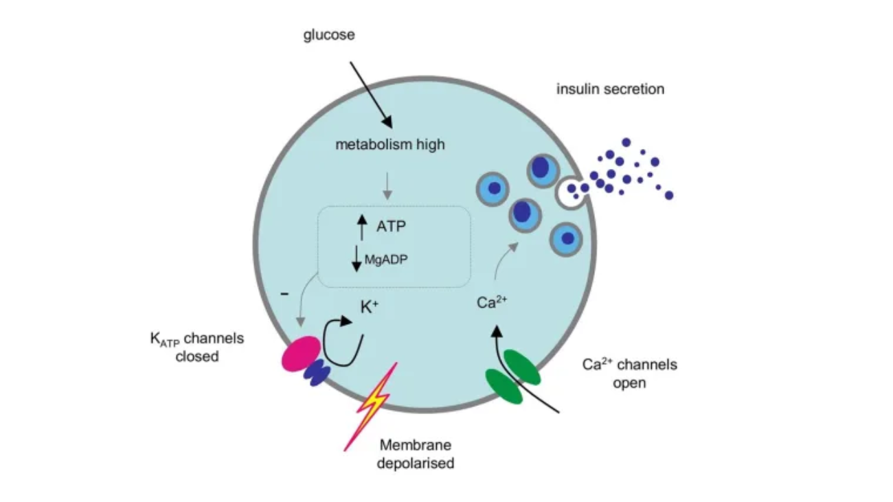 Physiology and Cell Physiology