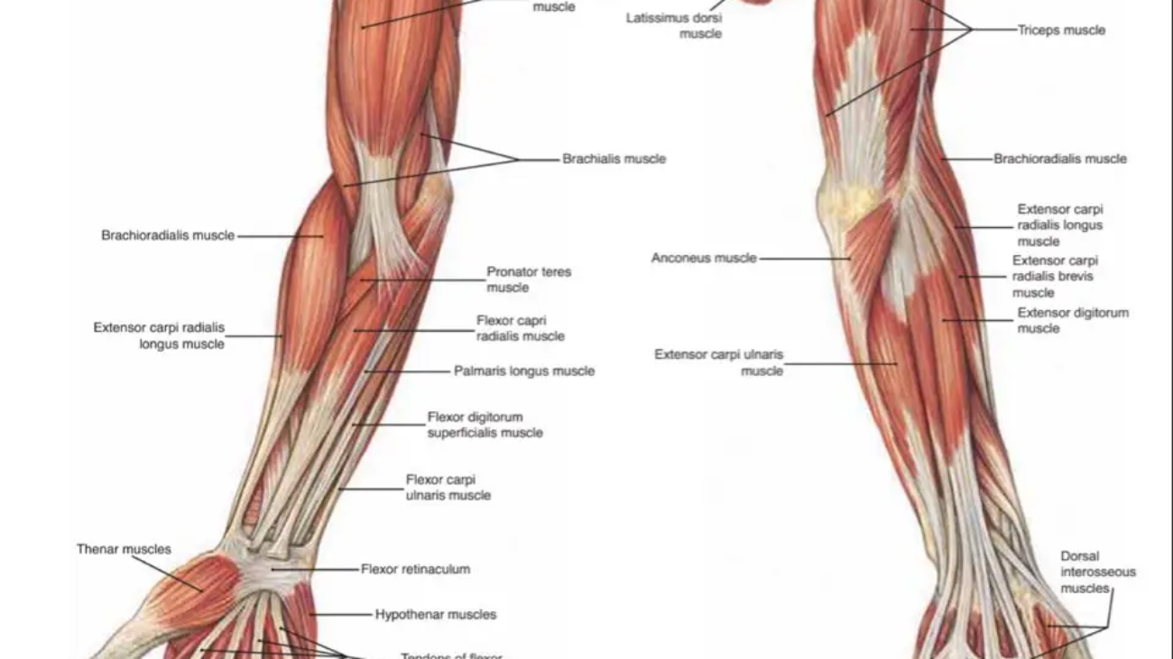 The-Muscles-of-the-Upper-Extremity