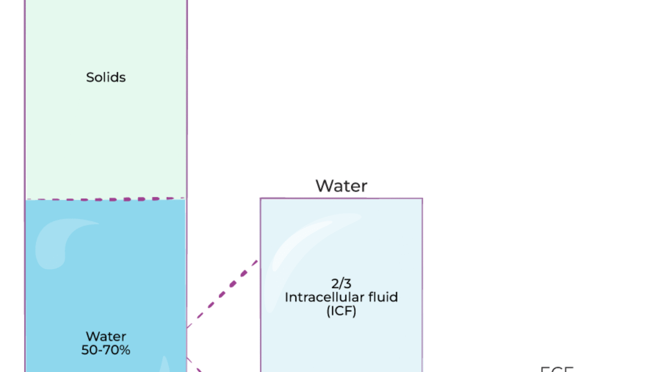 body-water-compartments-1620