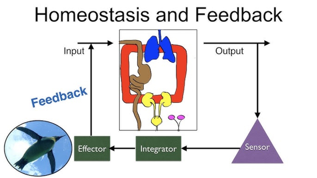 homeostasis physiology