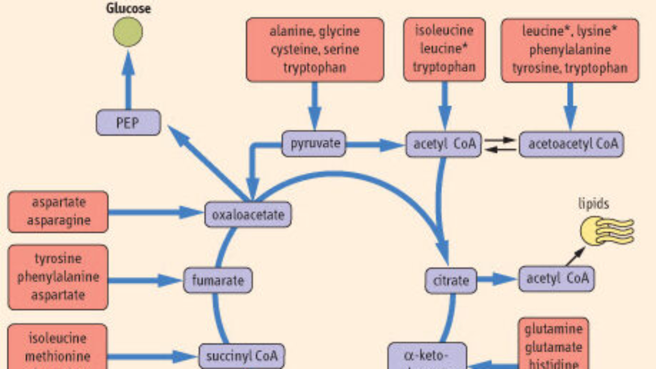 Amino Acids Metabolism Pathway