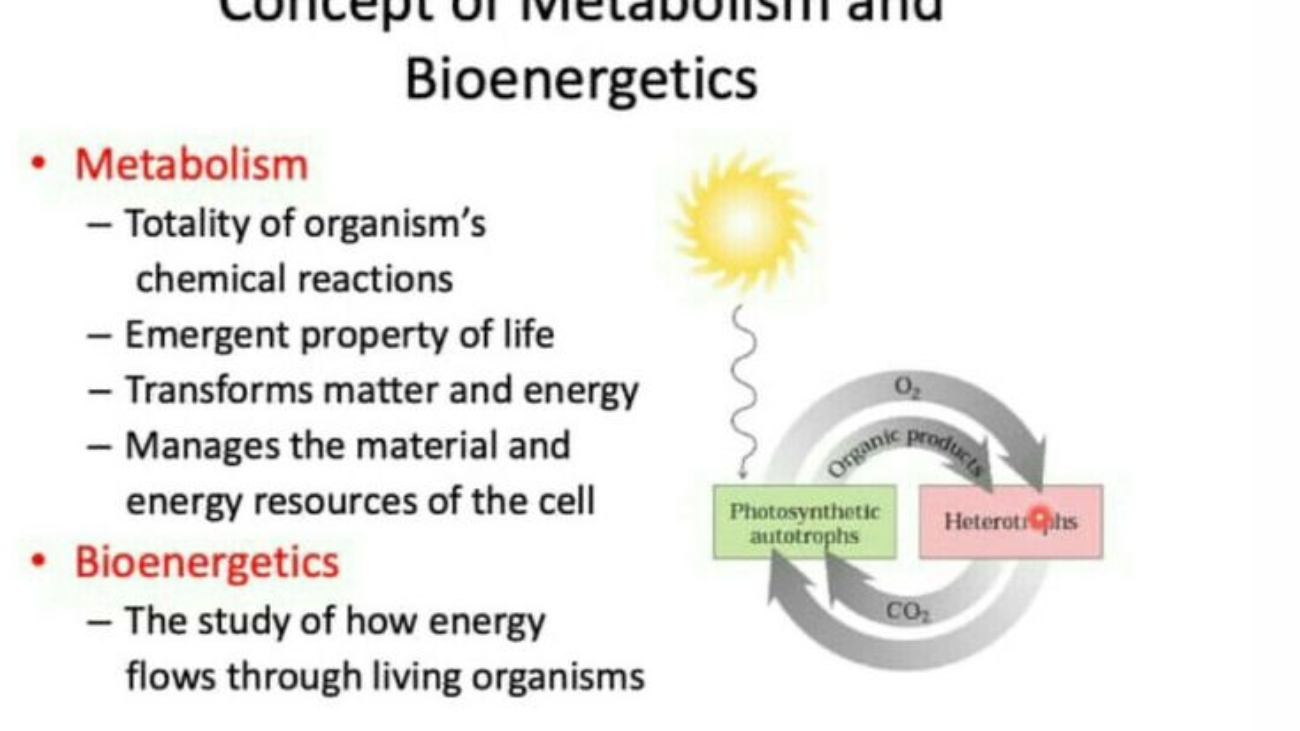 Bioenergetics and Metabolism Intro