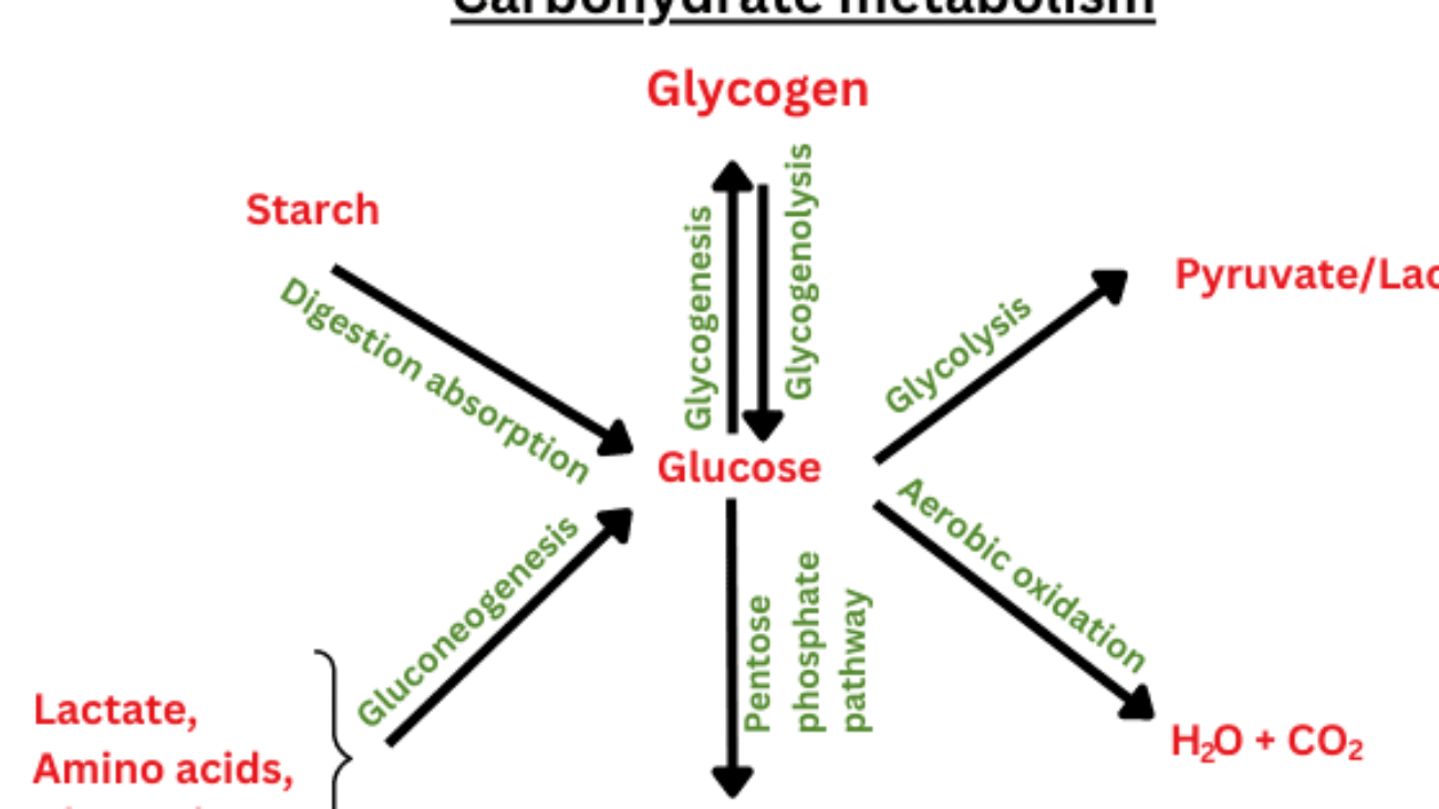 Carbohydrate Metabolism and Glycolysis
