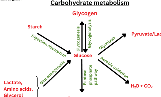 Carbohydrate Metabolism and Glycolysis