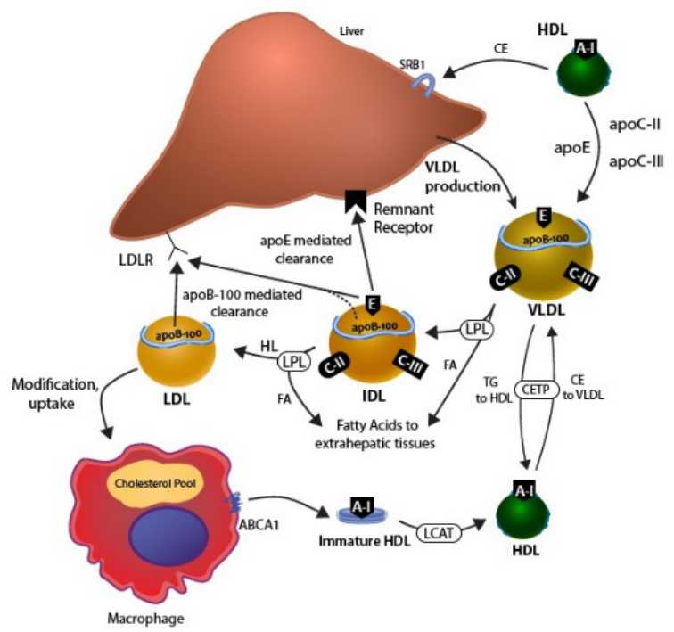 Cholesterol Metabolism Pathway