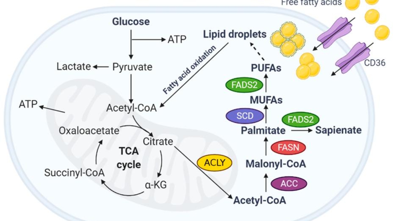 Fatty Acid Metabolism
