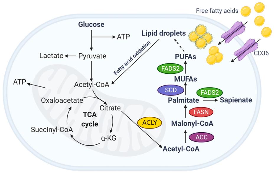 Fatty Acid Metabolism