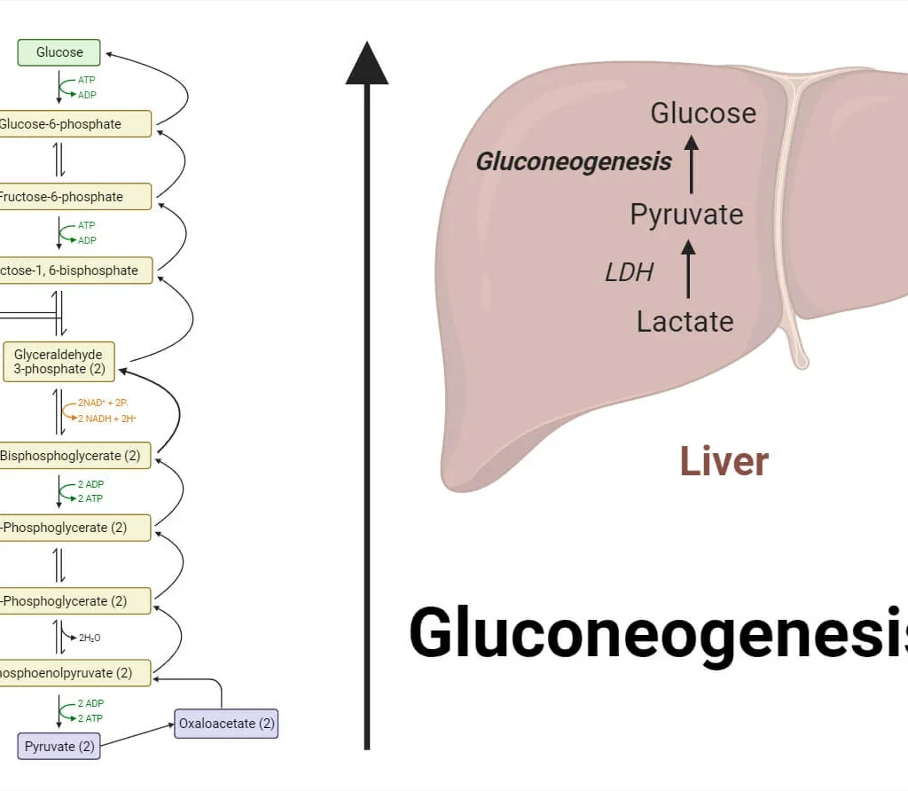 GLUCONEOGENESIS