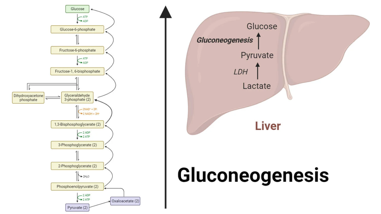 GLUCONEOGENESIS