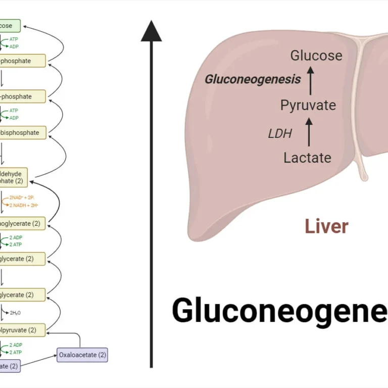 Gluconeogenesis