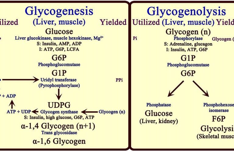 Glycogenolysis and Glycogenesis