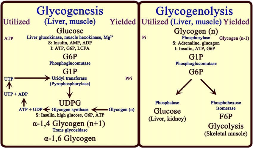 Glycogenolysis and Glycogenesis