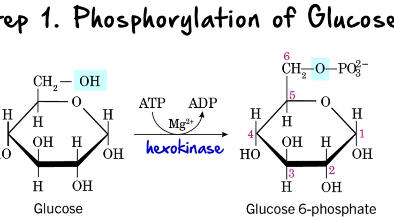 Glycolysis step 1